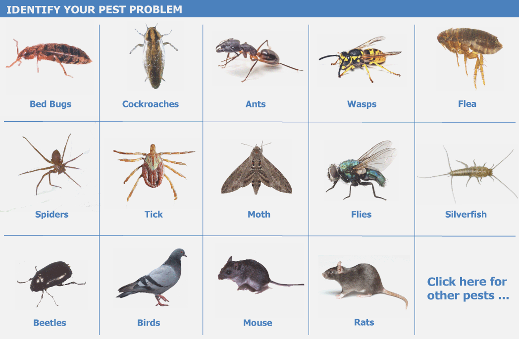 TSR Pest Control Service - Pest extermination services in the Greater ...